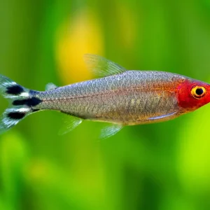 Highlight Rotkopfsalmler (Petitella -Hemigrammus- bleheri)